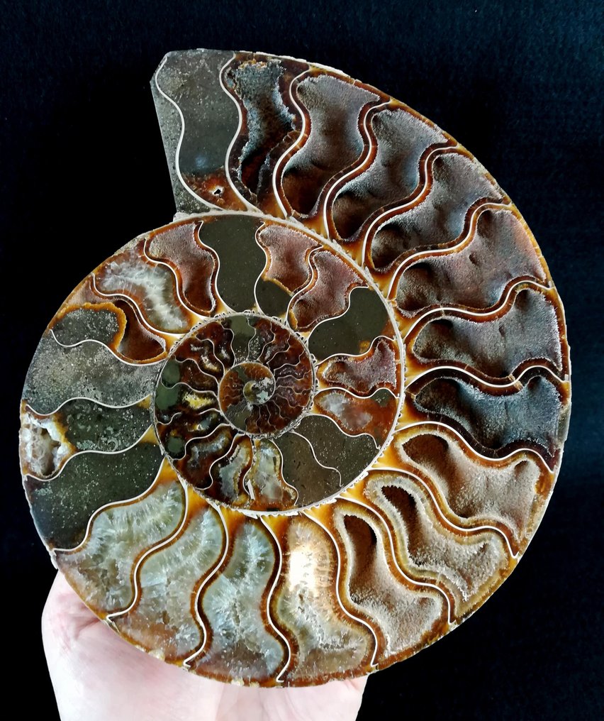 Ammoniet - Gefossiliseerd dier - Aioloceras (Cleoniceras) besairiei (Collignon 1949) - 19.6 cm - 16.3 cm #1.0