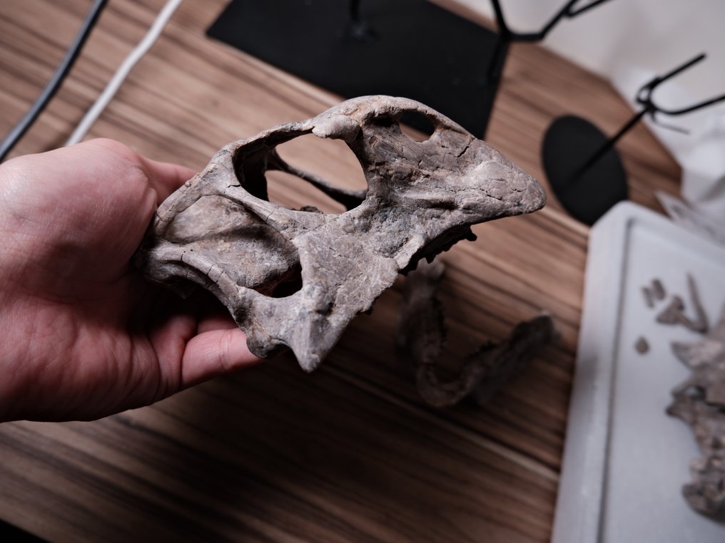 Dinosauro - Scheletro fossile - Psittacosaurus - 103 cm - 50 cm #3.2