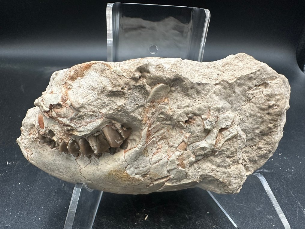 Crânio fóssil - Merycoidodontidae skull - 12 cm - 7 cm #1.0