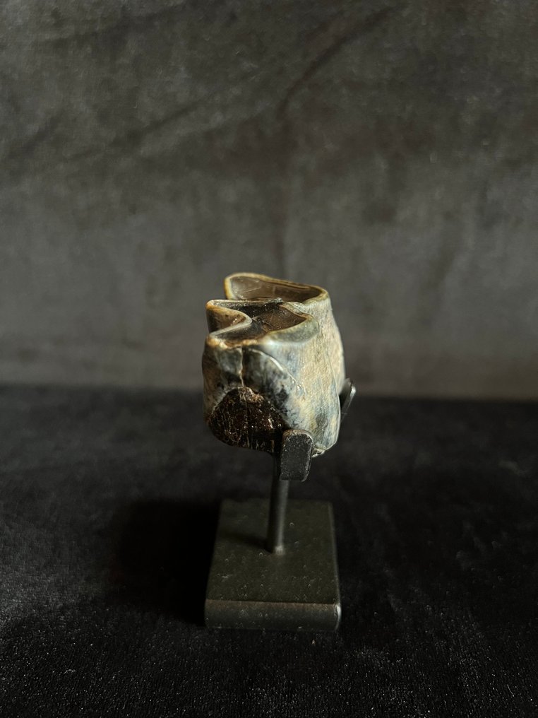 Ρινόκερος της Σουμάτρας - Απολιθωμένο δόντι - Dicerorhinus sumatrensis - 3.5 cm - 3.5 cm  (χωρίς τιμή ασφαλείας) #1.0