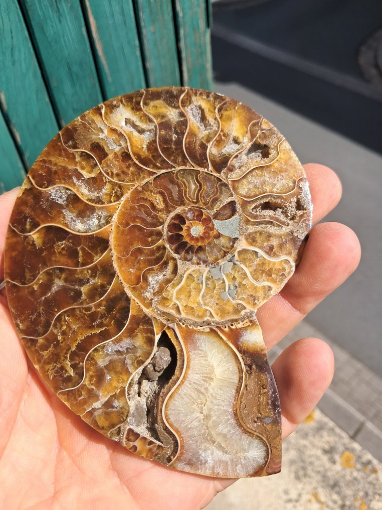 斑彩螺 - 动物化石 - Aioloceras (Cleoniceras) sp. - 12 cm - 8.5 cm  (没有保留价) #2.1