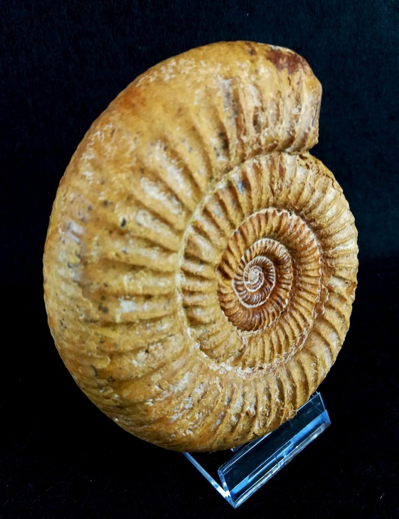 Ammoniet - Gefossiliseerd dier - Dichotomosphinctes  antecedens (Salfeld, 1914) - 10.5 cm - 9.4 cm  (Zonder minimumprijs) #3.2