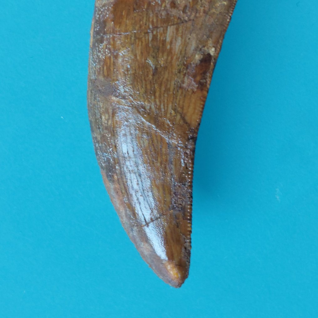 Δεινόσαυρος - Απολιθωμένο δόντι - Carcharodontosaurus sp. - 53 mm - 20 mm #3.2