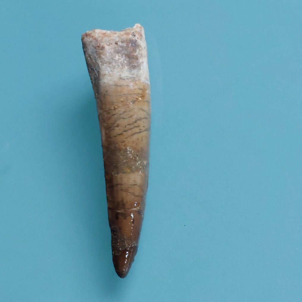 Dinosaur - Fossil tann - Spinosaurus aegyptiacus - 70 mm - 18 mm  (Ingen reservasjonspris) #2.1