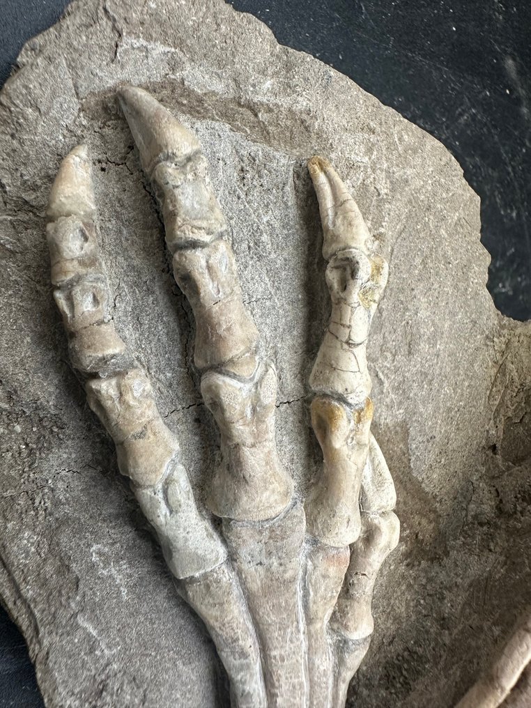 Matriz fóssil - Jeholosaurus - 15 cm - 9 cm #2.1