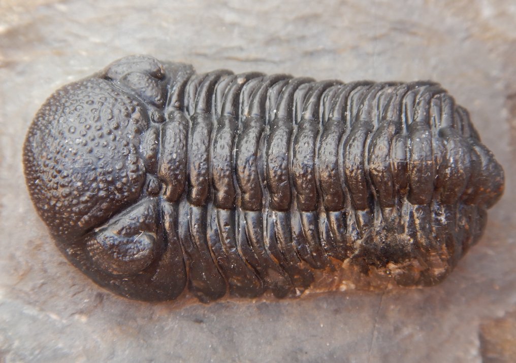 Trilobite - Απολιθωμένο ζώο - Barrandeops ovatus - 5 cm #4.3