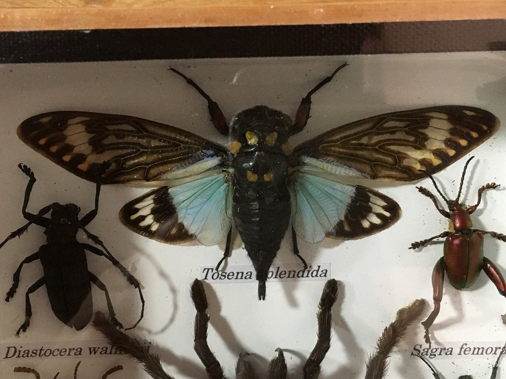 蜘蛛、蝉、蛾、甲虫和长角甲虫等。 动物标本剥制全身支架 - Eurypeima spinicrus (etc) - 20 cm - 15 cm - 4 cm - 非《濒危物种公约》物种 - 1 #4.3