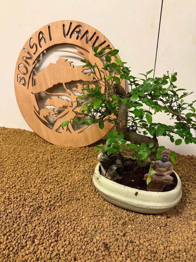 Ιαπωνική φτελιά μπονσάι (Τζέλοβα) - Ύψος (Δέντρο): 25 cm - Βάθος (Δέντρο): 25 cm - Βέλγιο #3.2