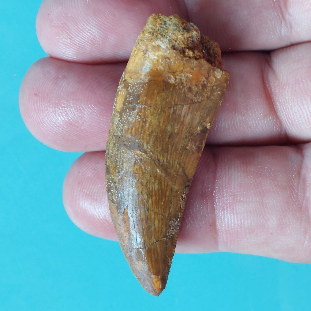 Δεινόσαυρος - Απολιθωμένο δόντι - Carcharodontosaurus sp. - 53 mm - 20 mm #1.0