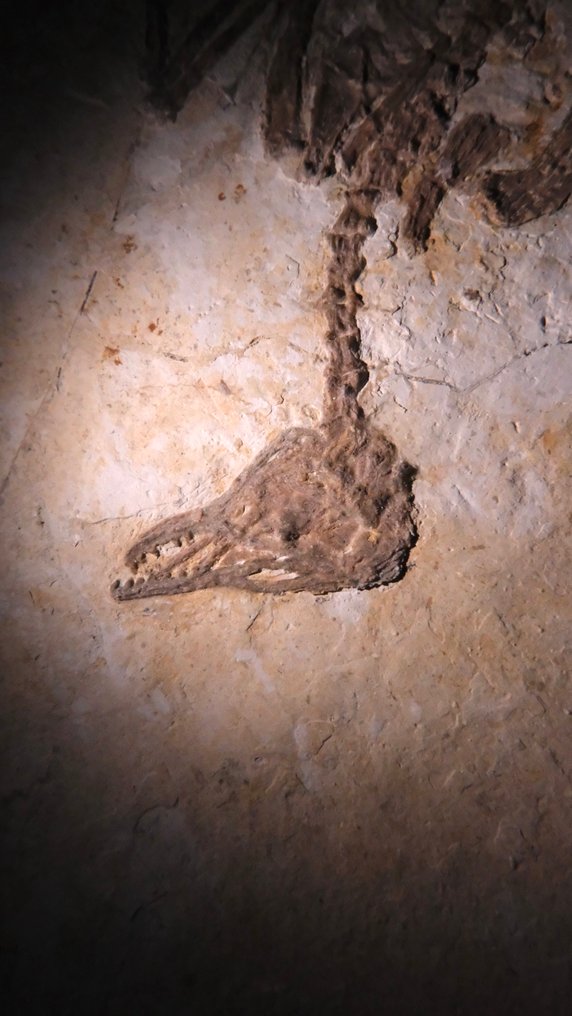 Fossil - Fossil matrix - Enantiornithes - 24 cm - 20.5 cm (No reserve price) #1.0