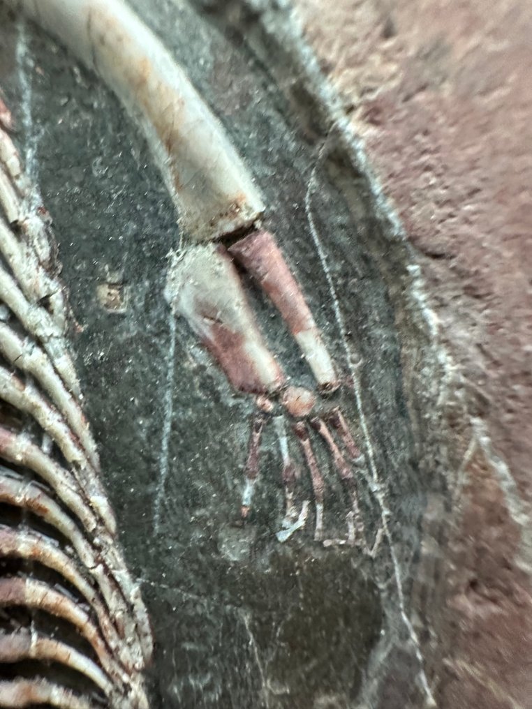 Fossil matrix - Keichousaurus sp. - 30 cm - 20 cm #1.0