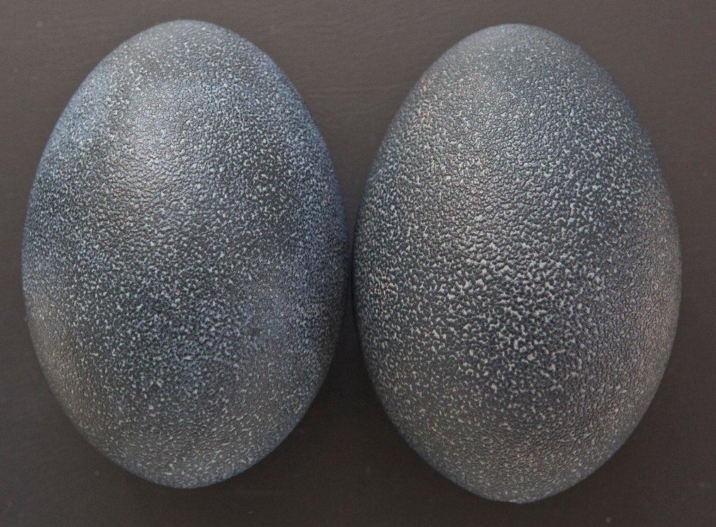 Emu Egg - Dromaius novaehollandiae - 15 cm - 0 cm - 0 cm- Non-CITES species -  (2) #2.1