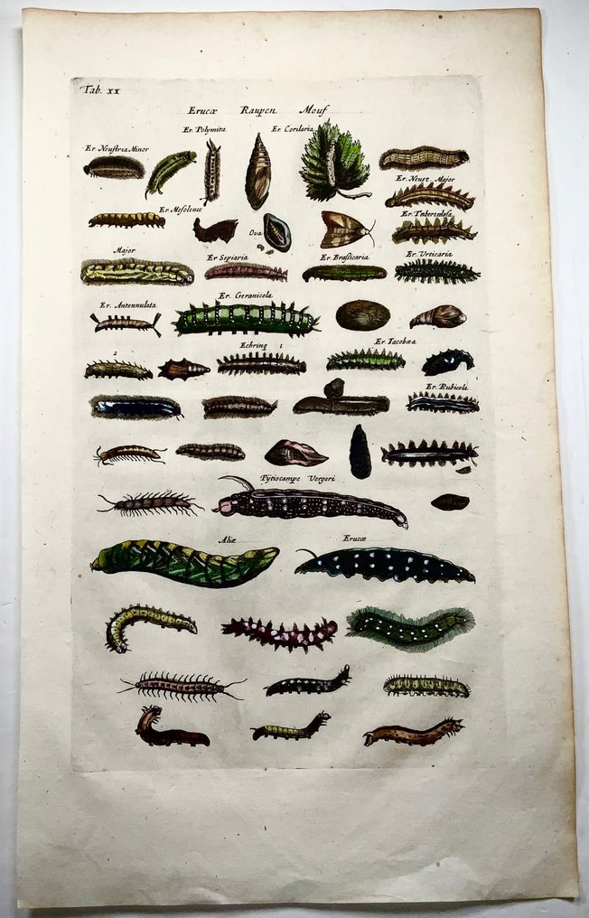 Matthäus Merian (1593-1650) - hand coloured engraving: Caterpillars, Lavae, Cocoons - 1657 #4.3