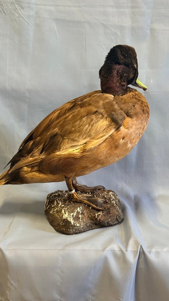 Ibrido Allestimento tassidermico a corpo intero - Ibrido (with proof of legal origin) - 25 cm - 5 cm - 32 cm - Specie non CITES #3.2