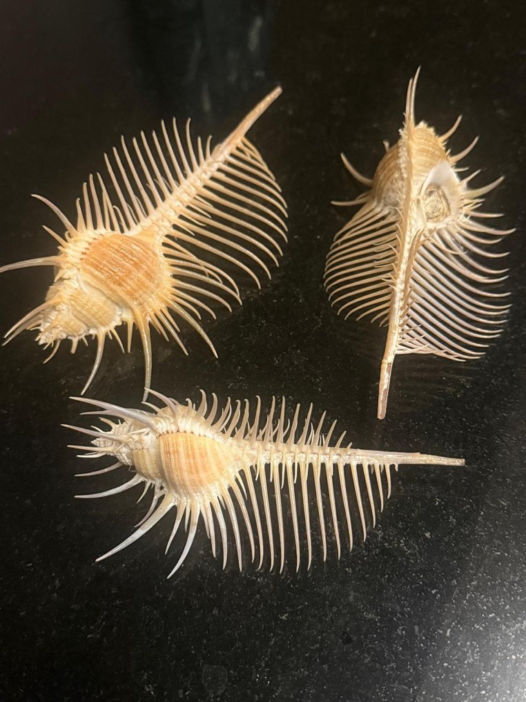 Conch Κοχύλι - Murex Pecten 3 stuks / set  (χωρίς τιμή ασφαλείας) #1.0