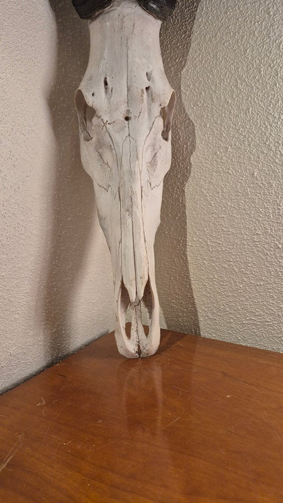 Bubale caama Ścienny eksponat taksydermiczny - Alcelaphus bubalus caama - grand et superbe trophée - ENVOI GRATUIT dans l'UE  !!! - 80 cm - 28 cm - 25 cm - Gatunki inne niż CITES #1.0