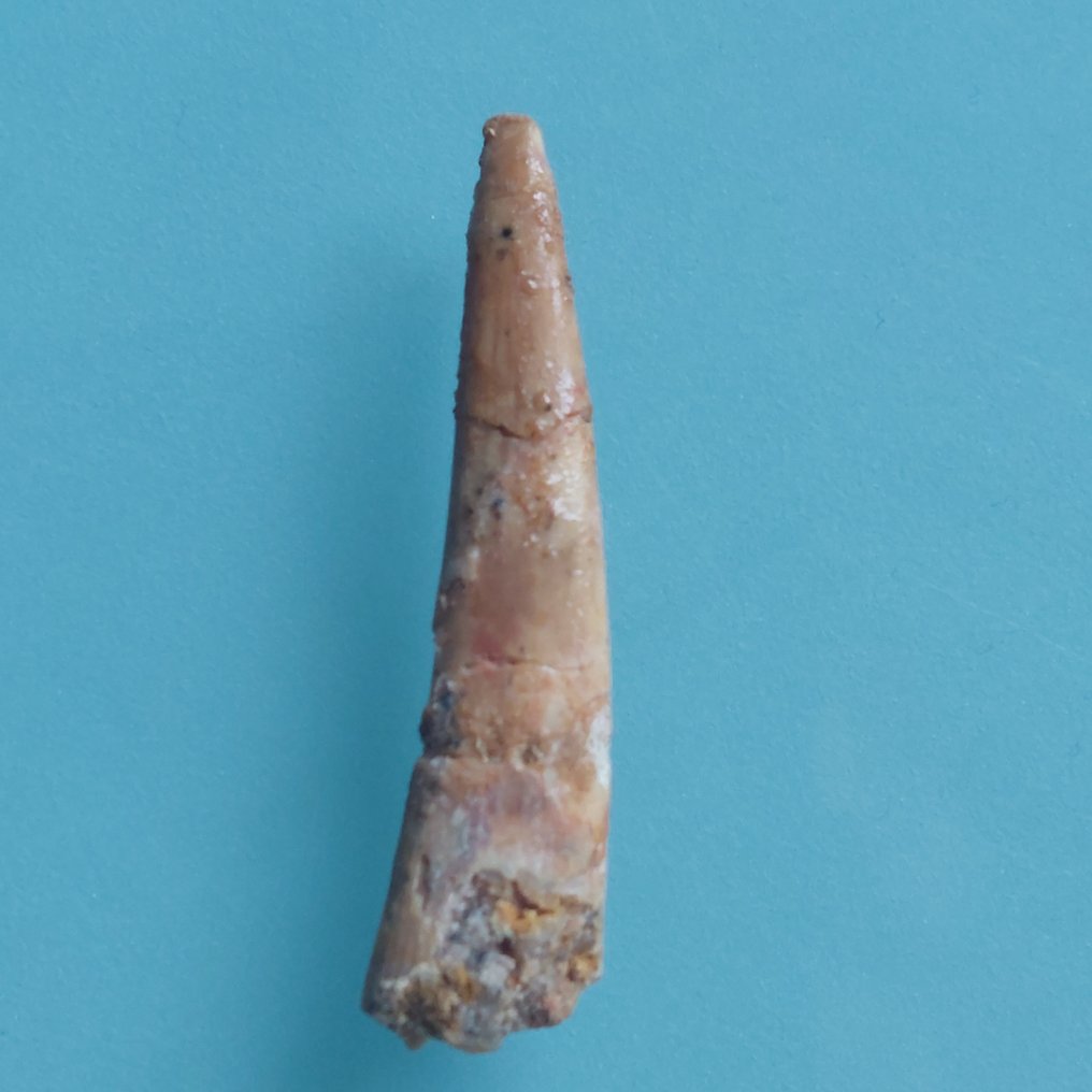 翼龍 - 牙齒化石 - 48 mm - 12 mm  (沒有保留價) #2.1