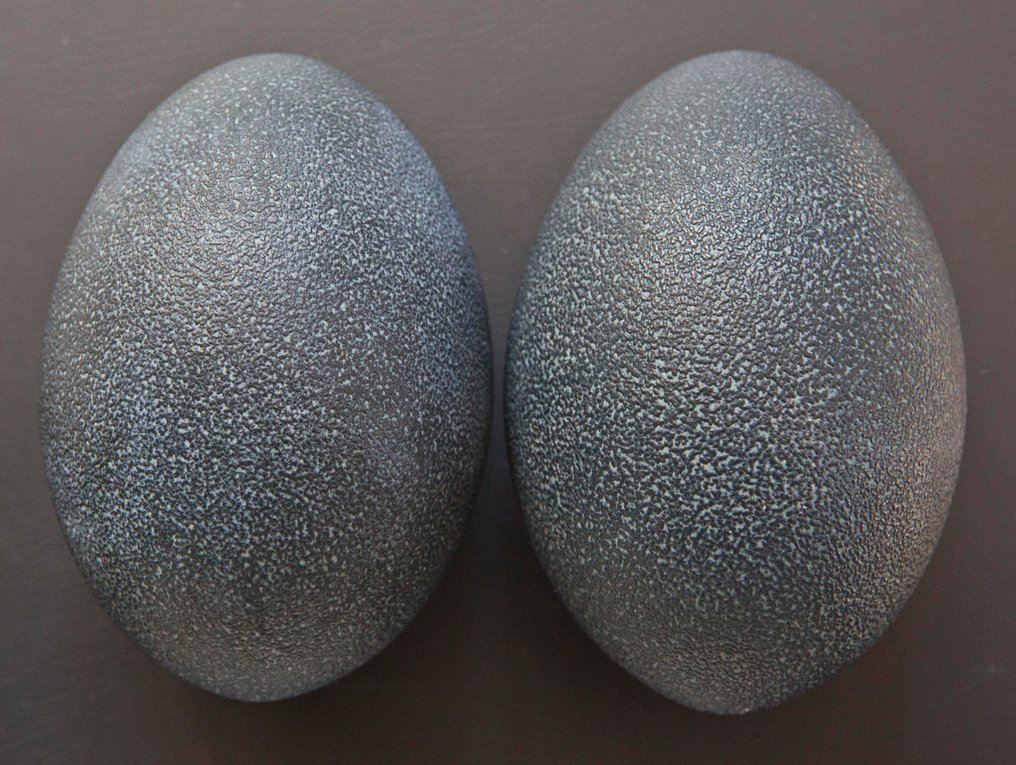 Emu Egg - Dromaius novaehollandiae - 15 cm - 0 cm - 0 cm- Non-CITES species -  (2) #1.0