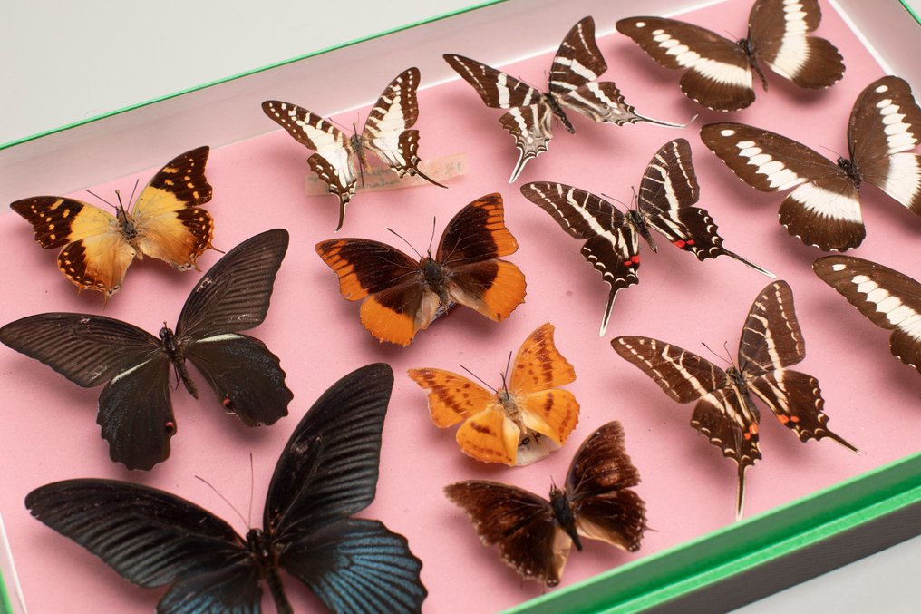 世界混合蝴蝶 - 收藏 - 昆虫学 #2 標本全身支架 - Papilio, Memnon, Euritydes, Charaxes - 6 cm - 40 cm - 26 cm - 非《瀕臨絕種野生動植物國際貿易公約》物種 #1.0