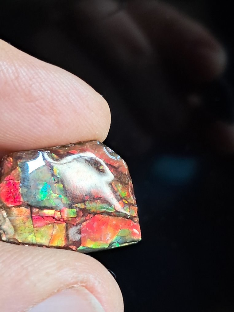 斑彩石 - 化石碎片 - Placenticeras - 2.4 cm - 1.9 cm  (没有保留价) #1.0