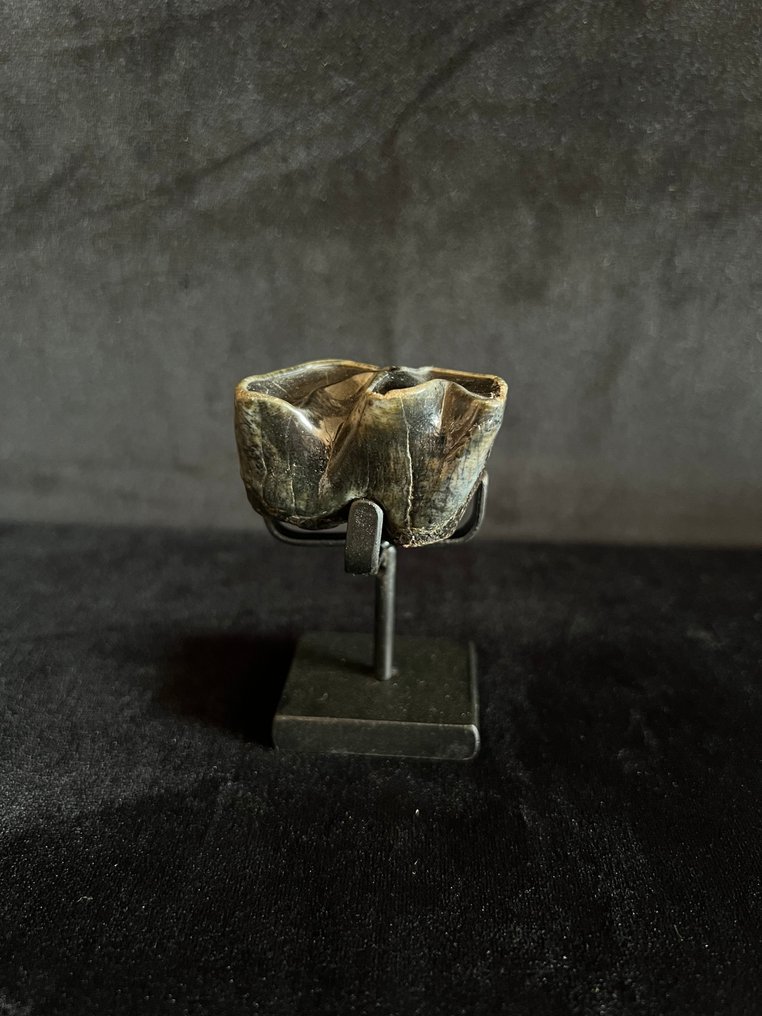 Ρινόκερος της Σουμάτρας - Απολιθωμένο δόντι - Dicerorhinus sumatrensis - 3.5 cm - 3.5 cm  (χωρίς τιμή ασφαλείας) #1.0