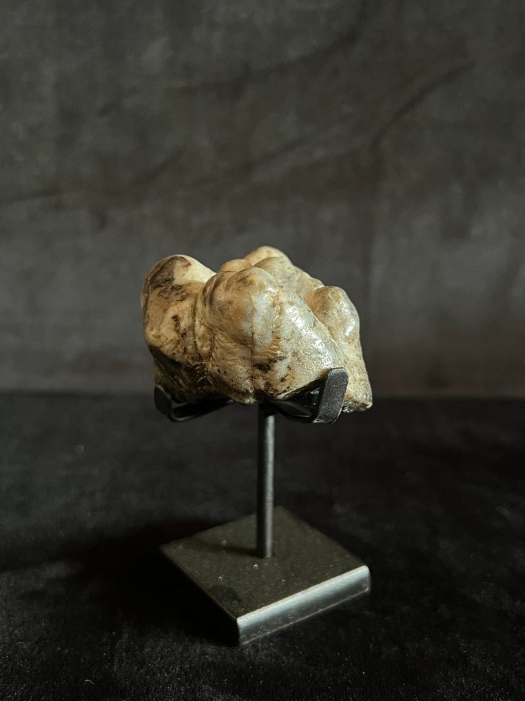 Ιπποπόταμος - Απολιθωμένο δόντι - Hexaprotodon - 4.5 cm - 4.5 cm  (χωρίς τιμή ασφαλείας) #2.1