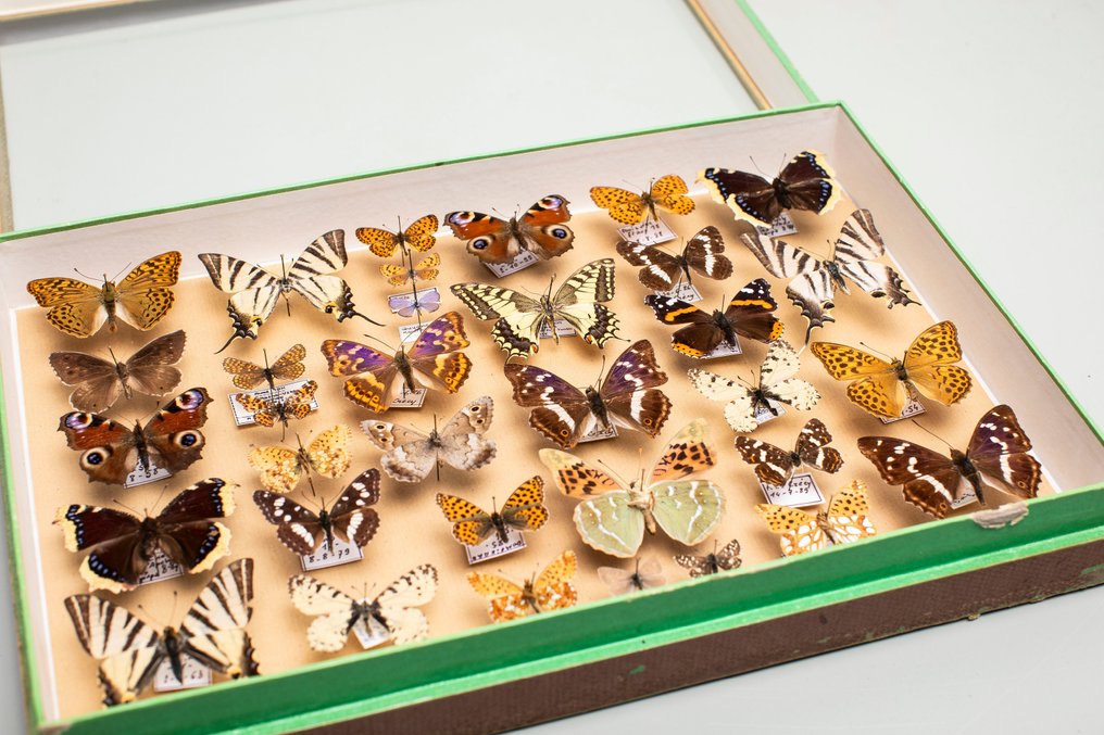 Πεταλούδες της Ευρώπης - Αρχαία Σπάνια Συλλογή Εντομολογίας με ημερόβιες πεταλούδες των Nymphalidae Βάση ταρίχευσης ολόκληρου σώματος - Papilio machaon, Iphiclides podalirius, Iphiclides feisthamelii, Apatura iris - 8 cm - 40 cm - 26 cm - Είδη που δεν ανήκουν στο CITES #1.0