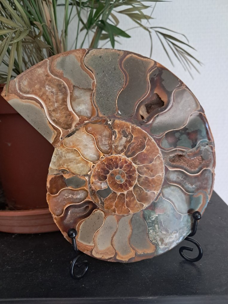 Ammonite - Απολιθωμένο ζώο - Aioloceras (Cleoniceras) sp. - 15.5 cm - 12.5 cm  (χωρίς τιμή ασφαλείας) #1.0