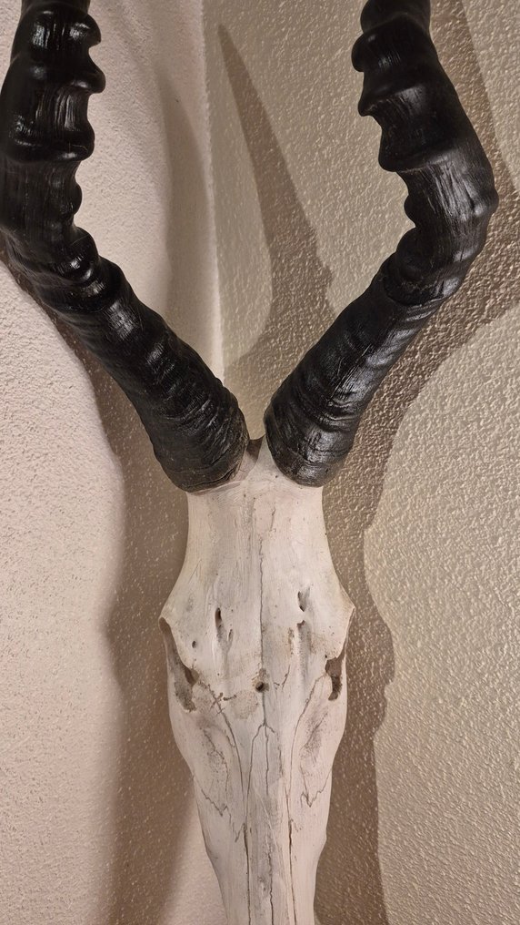 Bubale caama Ścienny eksponat taksydermiczny - Alcelaphus bubalus caama - grand et superbe trophée - ENVOI GRATUIT dans l'UE  !!! - 80 cm - 28 cm - 25 cm - Gatunki inne niż CITES #3.2