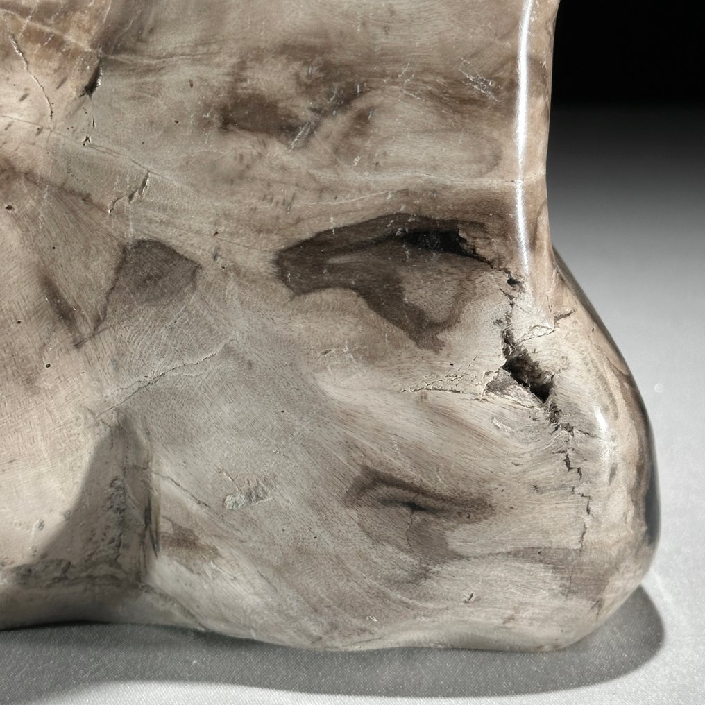 C - 精彩的木化石自由形态与球体搭配 - 化石木材  (沒有保留價) #3.2