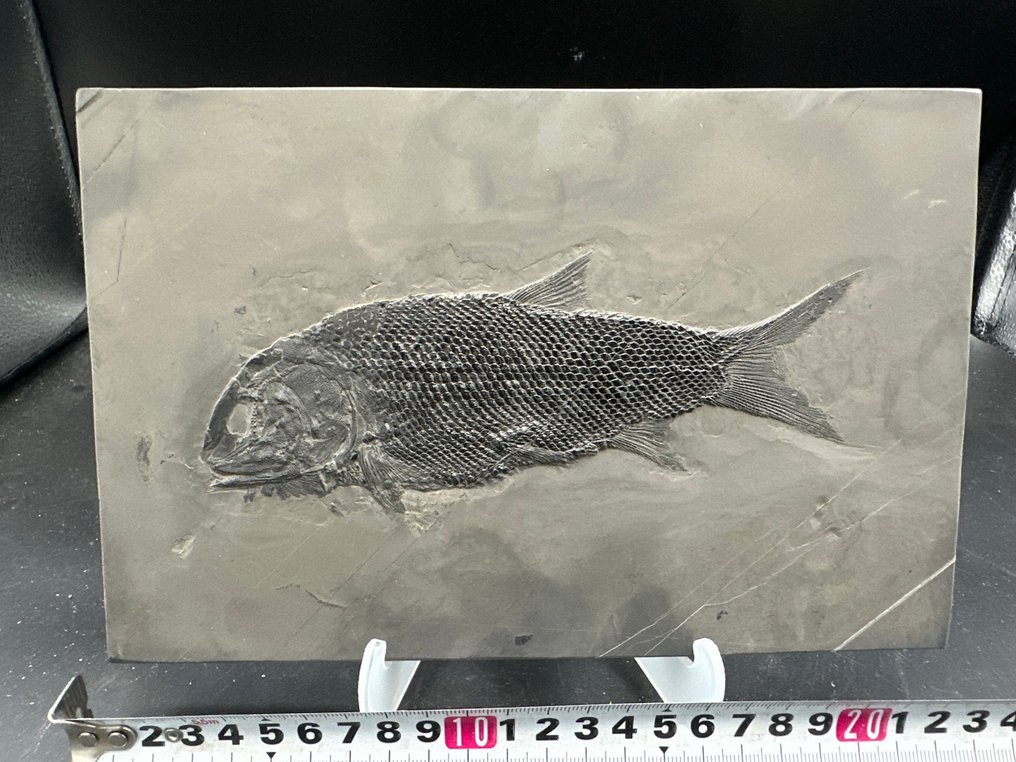 Fossiles - Matrice fossile - Asialepidotus - 22.5 cm - 14.5 cm #1.0