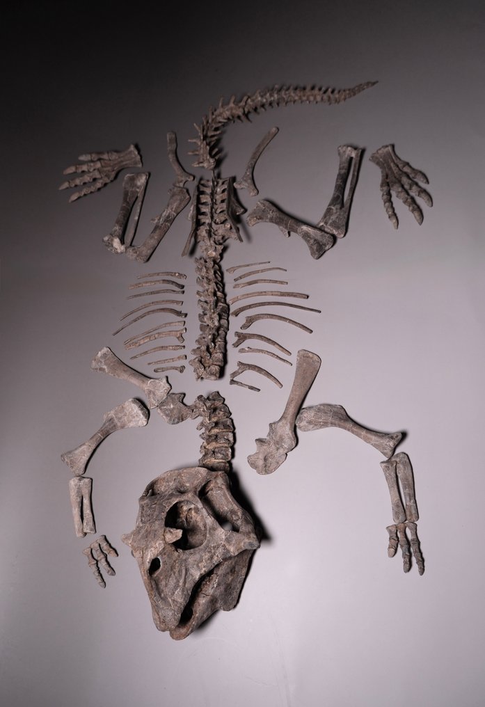 Dinosauro - Scheletro fossile - Psittacosaurus - 103 cm - 50 cm #1.0