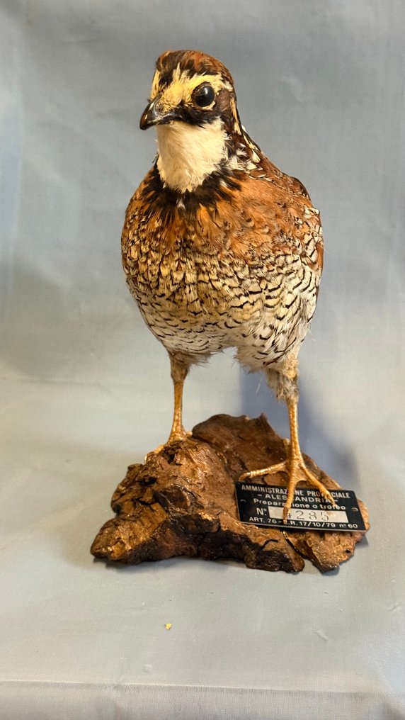 Colino della Virginia Eksponat taksydermiczny (całe ciało) - Colinus virginianus (with proof of legal origin) - 15 cm - 5 cm - 18 cm - Gatunki inne niż CITES #2.1