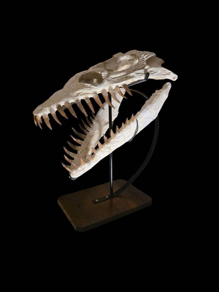 Spectacular Elasmosaurus - Fossil skull - 50 cm - 45 cm #2.1