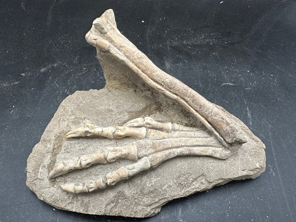 Matriz fóssil - Jeholosaurus - 15 cm - 9 cm #1.0