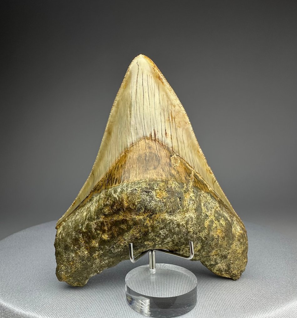 Megalodon - Dente fóssil - 11 cm - 8 cm #1.0