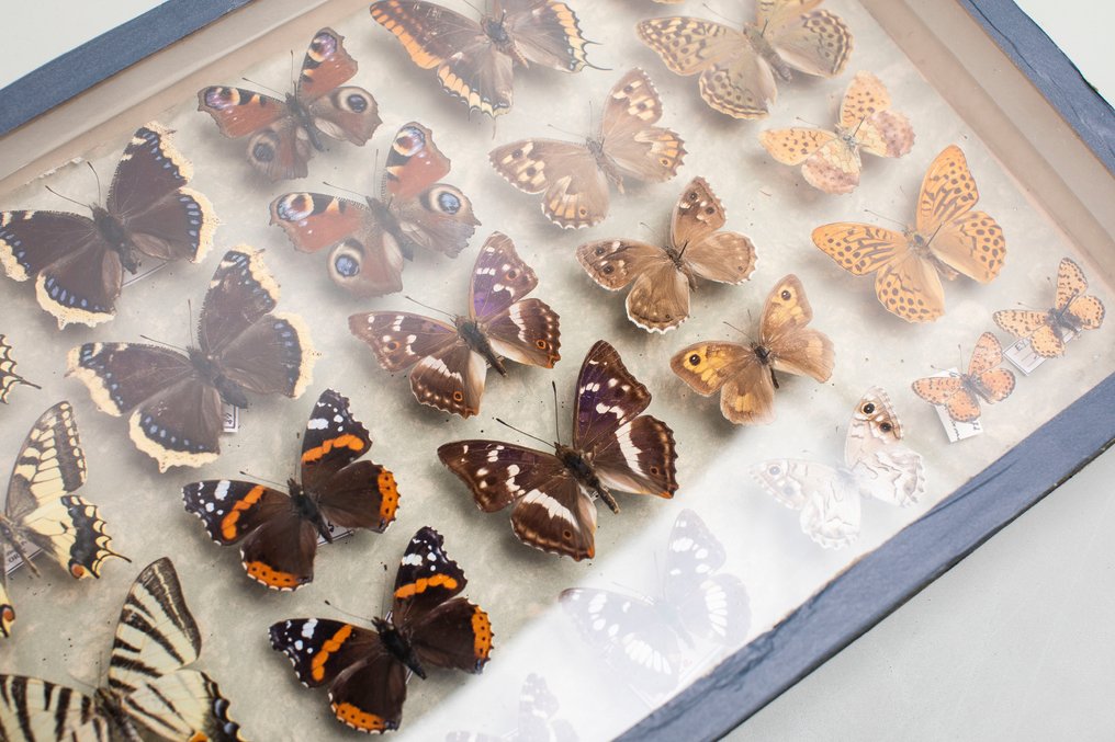 欧洲蝴蝶 - 古董稀有昆虫学收藏，展示日飞的凤蝶科和孔雀蛱蝶科。 动物标本剥制全身支架 - Papilio machaon, Charaxes Jasius, Argynnis pandora, Aglais io, Satyrinae, Iphiclides podalirius, - 8 cm - 40 cm - 26 cm - 非《濒危物种公约》物种 #4.3