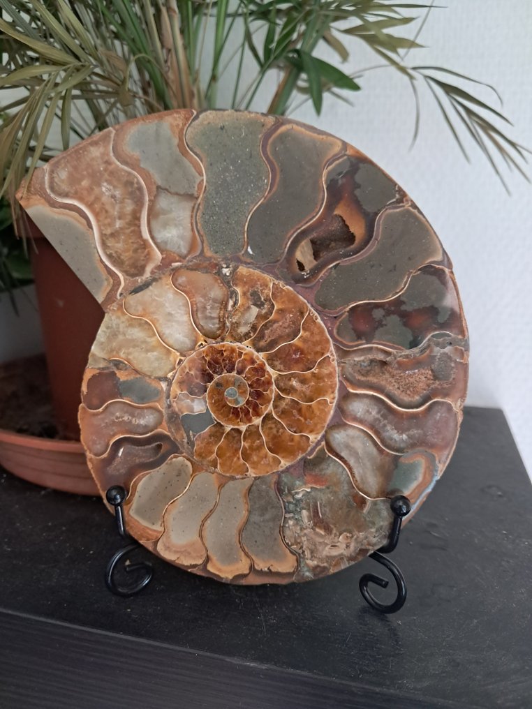 Ammonite - Απολιθωμένο ζώο - Aioloceras (Cleoniceras) sp. - 15.5 cm - 12.5 cm  (χωρίς τιμή ασφαλείας) #1.0