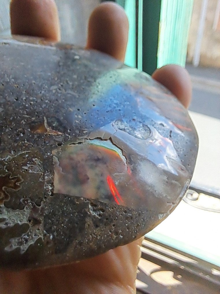 菊石亞綱 - 動物化石 - Aioloceras (Cleoniceras) sp. - 11.6 cm - 9.3 cm  (沒有保留價) #3.2