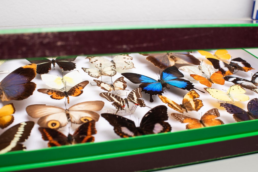 Farfalle miste del mondo - Collezione rara antica n. 3 entomologia Allestimento tassidermico a corpo intero - Prepona, Papilio, Charaxes, Nyphalidae, Pieridae, Papilionidae, Graphium, Ulysses, Caligo, - 6 cm - 50 cm - 40 cm - Specie non CITES #2.1