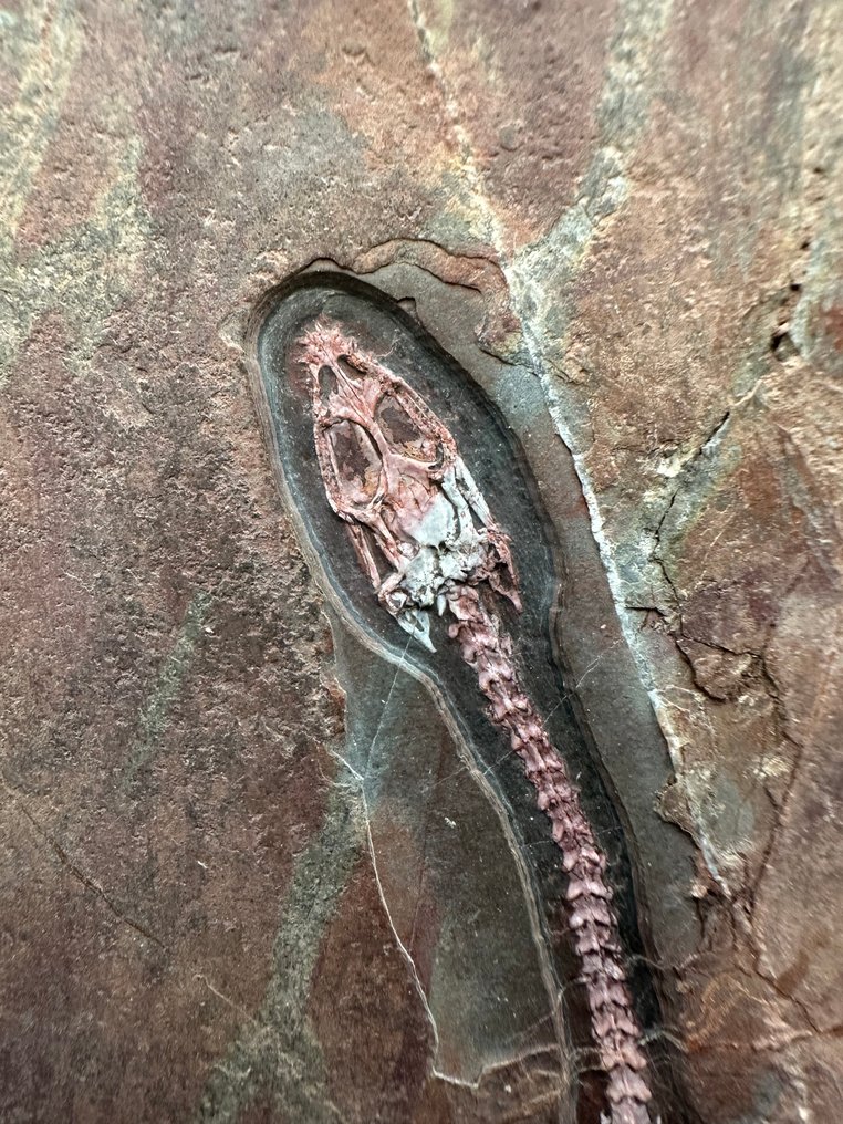 Fossil matrix - Keichousaurus sp. - 30 cm - 20 cm #3.2