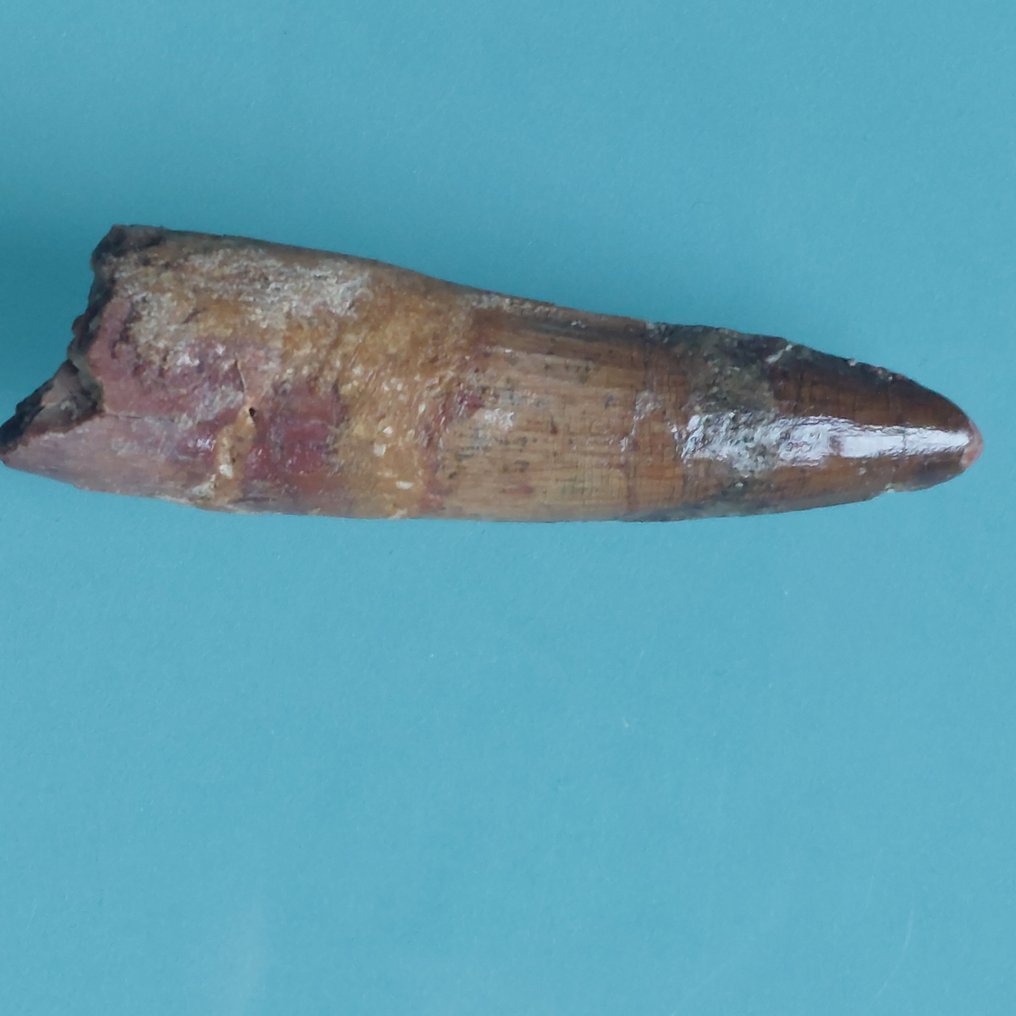 Δεινόσαυρος - Απολιθωμένο δόντι - Spinosaurus aegyptiacus - 72 mm - 20 mm  (χωρίς τιμή ασφαλείας) #2.1
