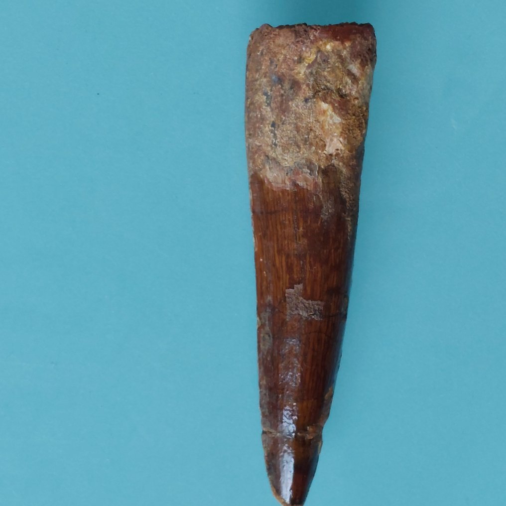 Dinosaur - Fossil tooth - Spinosaurus aegyptiacus - 78 mm - 20 mm #1.0
