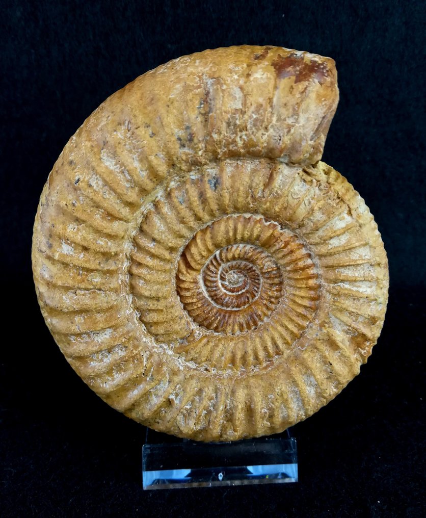 Ammoniet - Gefossiliseerd dier - Dichotomosphinctes  antecedens (Salfeld, 1914) - 10.5 cm - 9.4 cm  (Zonder minimumprijs) #2.1