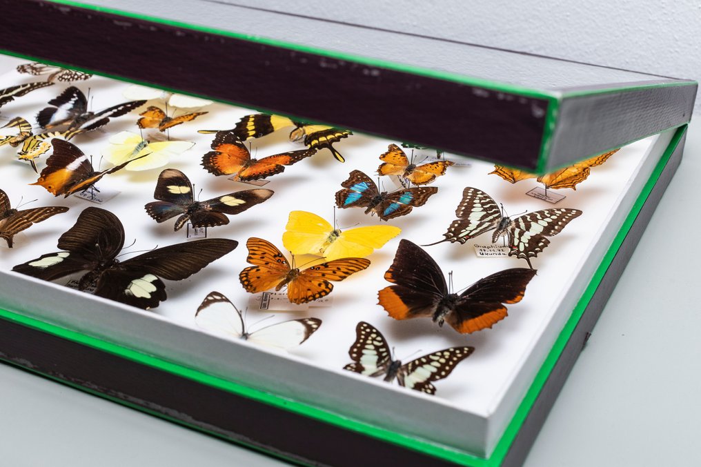 Μικτές πεταλούδες του κόσμου - Συλλογή Αντίκες #2 Εντομολογία Βάση ταρίχευσης ολόκληρου σώματος - Prepona, Papilio, Charaxes, Nyphalidae, Pieridae, Papilionidae, Graphium - 6 cm - 50 cm - 40 cm - Είδη που δεν ανήκουν στο CITES #2.1