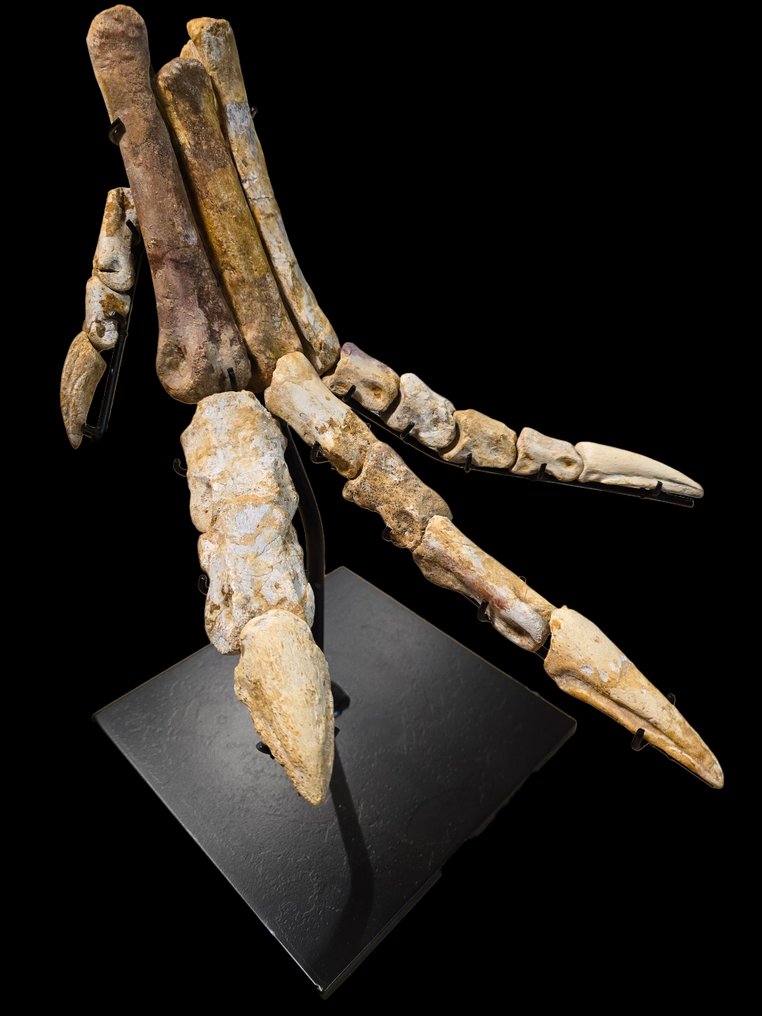 Foot of Spinosaurus - Fossil skeleton - Dinosauro - 39 cm - 32 cm #1.0