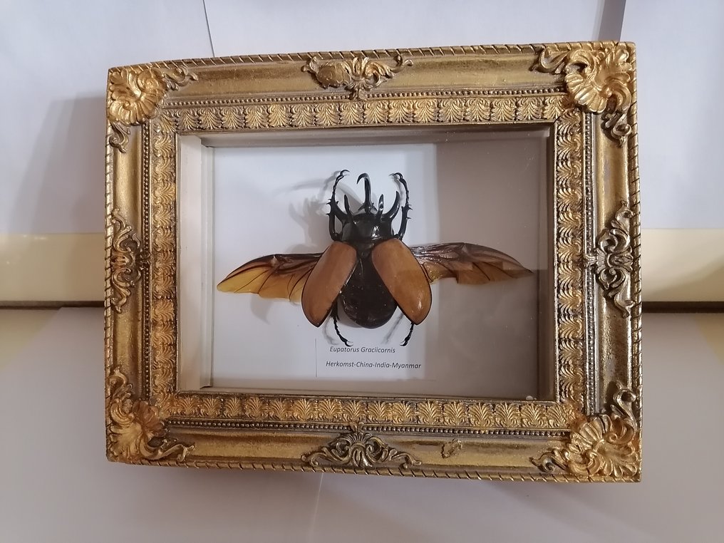 鞘翅目金龜子 標本牆壁支架 - Eupatorus Gracilicornis - 15 cm - 20 cm - 5 cm #2.1