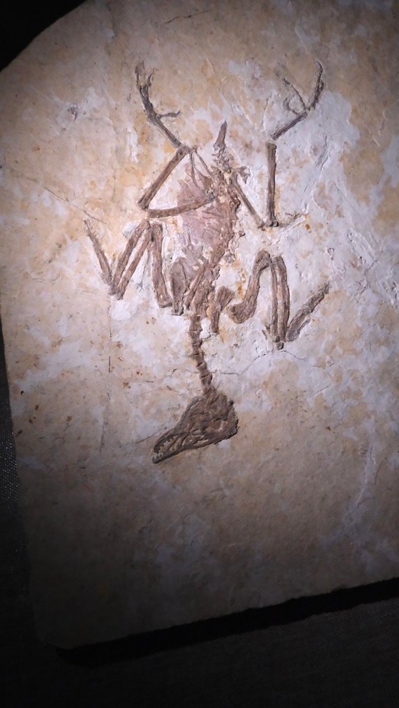 Fossil - Fossil matrix - Enantiornithes - 24 cm - 20.5 cm (No reserve price) #1.0