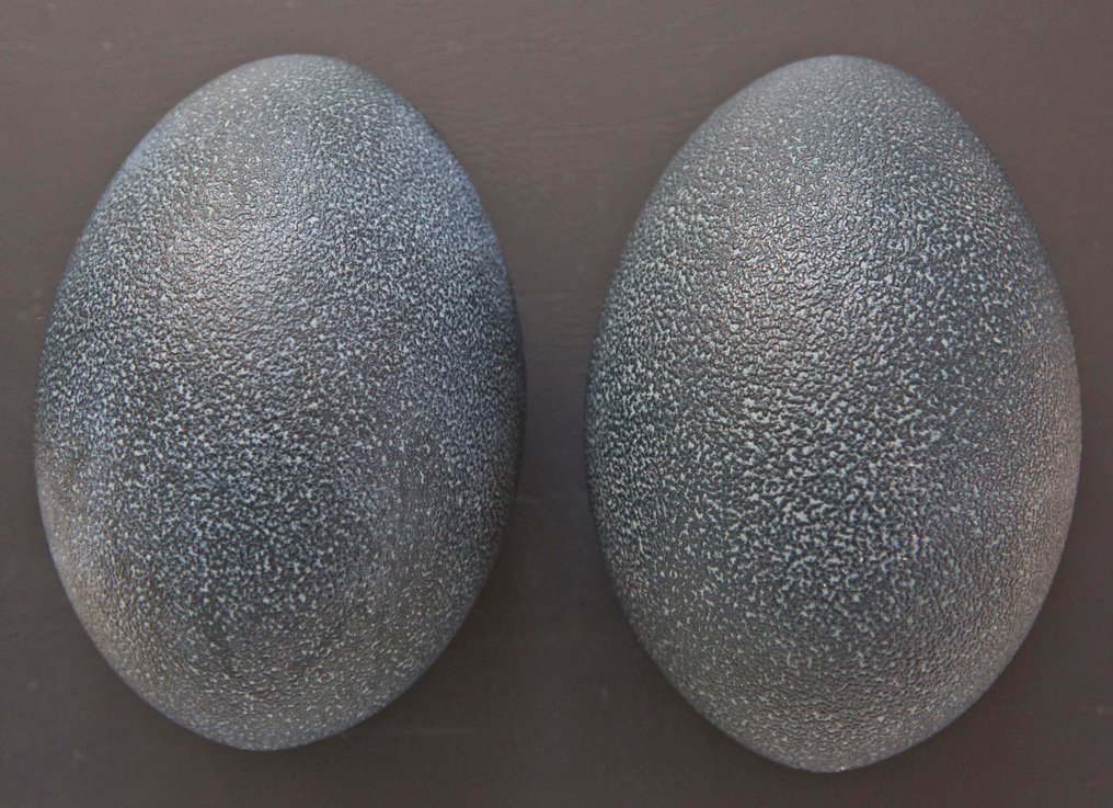 Emu Egg - Dromaius novaehollandiae - 15 cm - 0 cm - 0 cm- Non-CITES species -  (2) #1.0