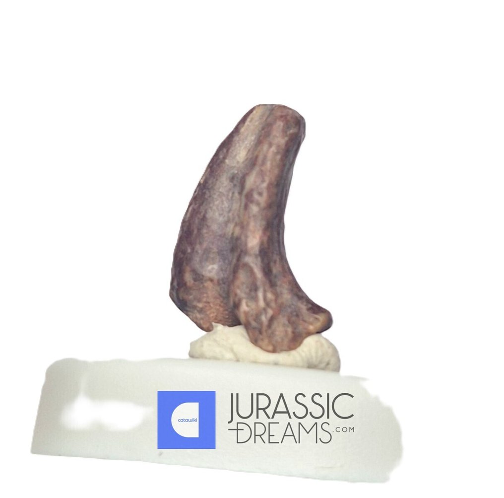 Fossilised claw - Top Rare Potencial Ornithocheirid Pterosaur Claw - Lower Cretaceous  Elrhaz Fm  (No reserve price) #1.0